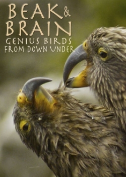 Watch free Beak & Brain - Genius Birds from Down Under movies online